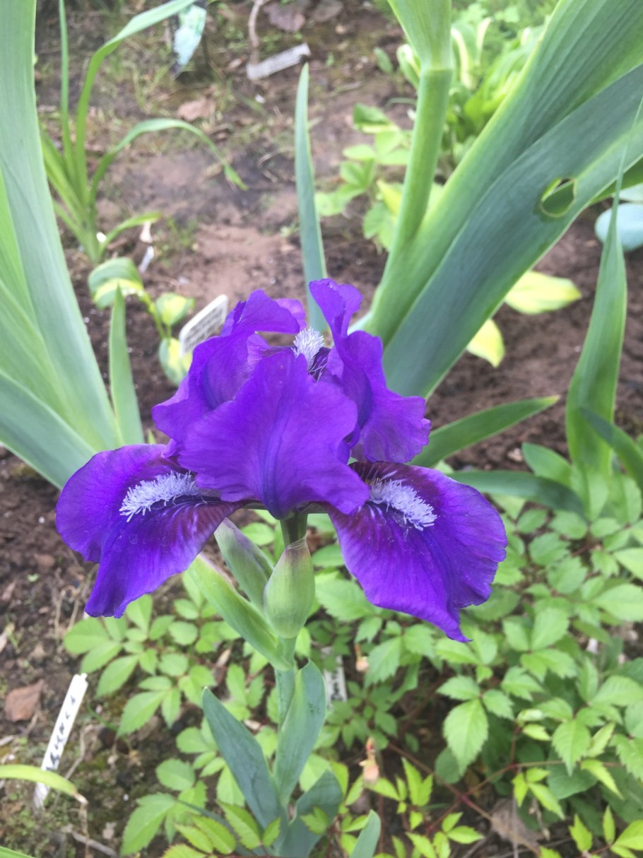 Ирис карликовый Peppito