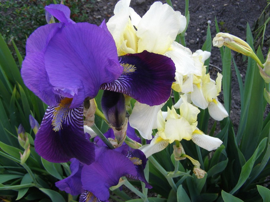 Ирис first Avenue