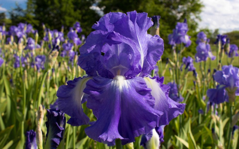 Поле с ирисами