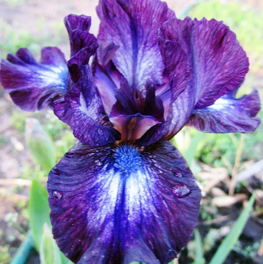 Ирис карликовый (Iris pumila)