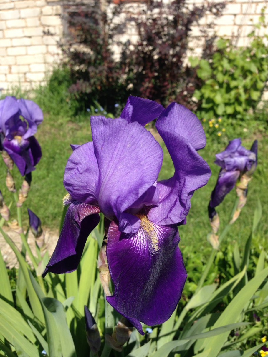 Ирис сорт Истамбул