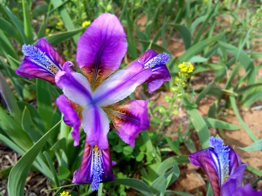 Ирис низкий — Iris pumila
