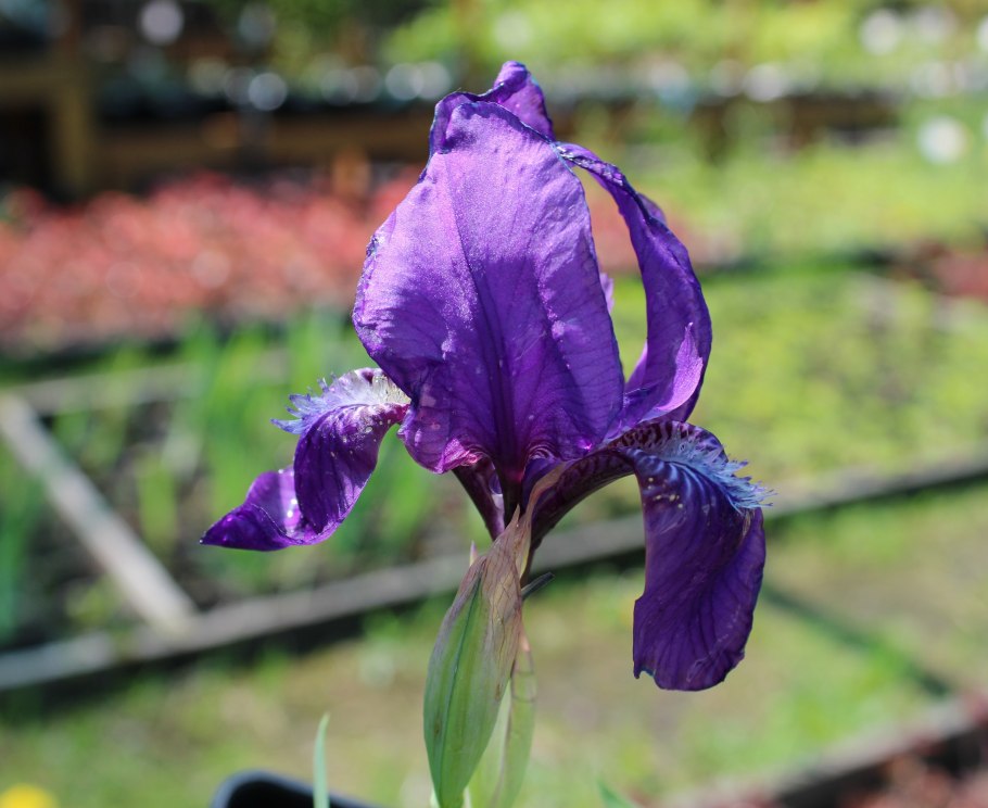 Карликовый Ирис riveting