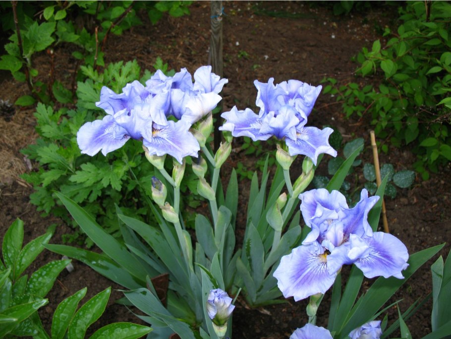 Ирис Блю деним