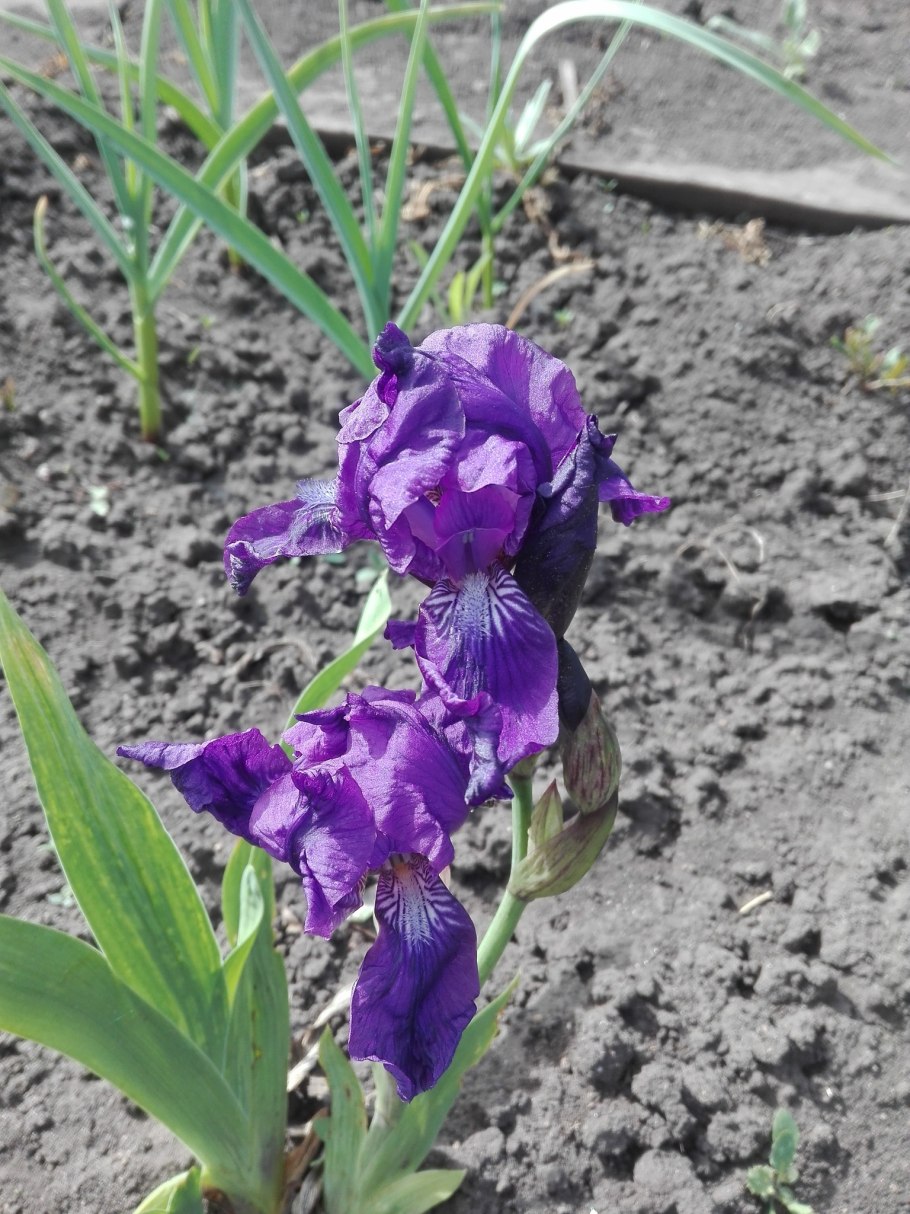 Ирис бородатый бордюрный