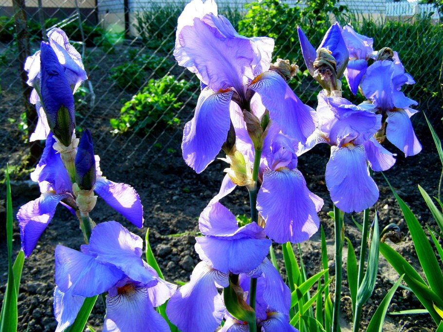 Ирис голубой