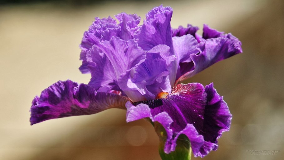 Ирис для экрана