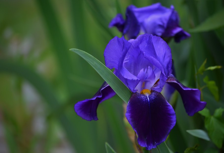 Ирис Блю Бель