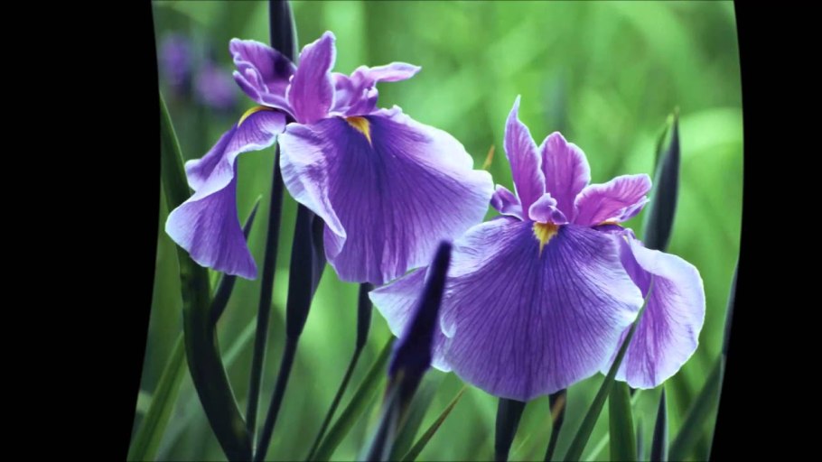 Ирис мечевидный ареал