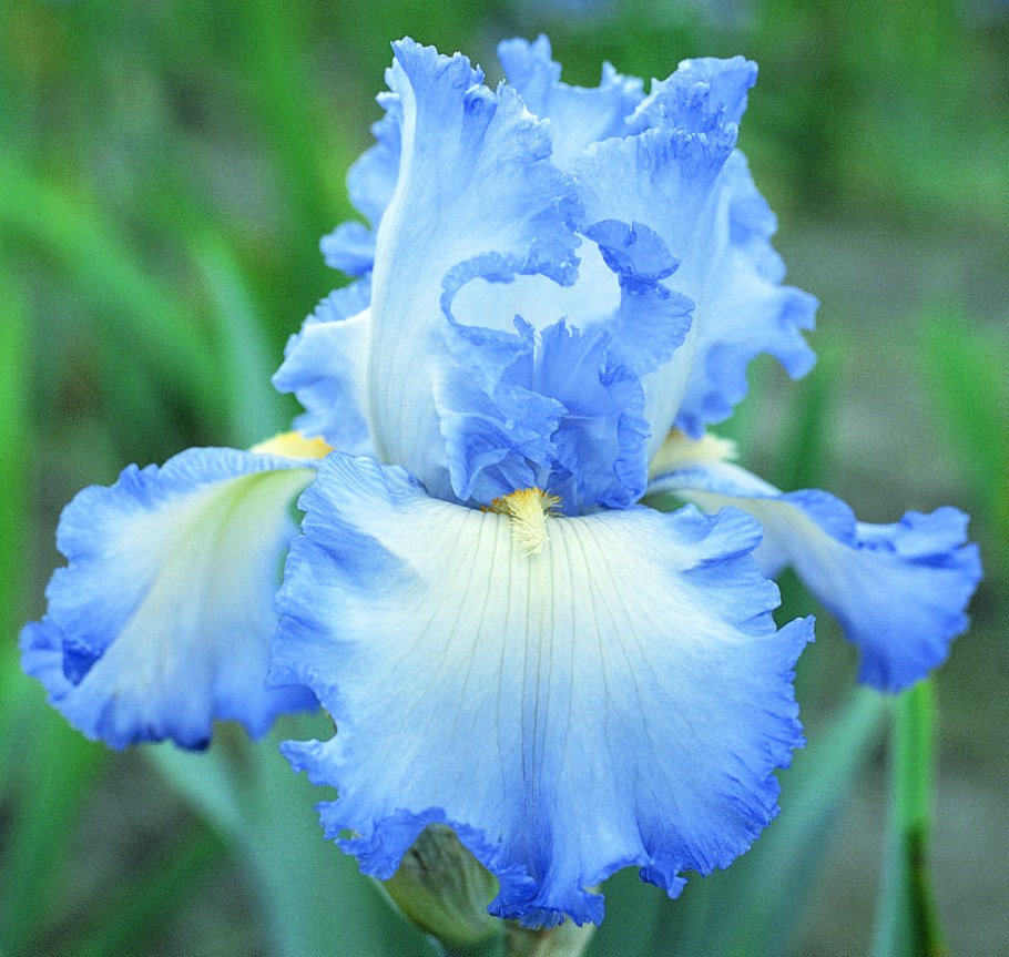 Ирис бородатый Акрополь