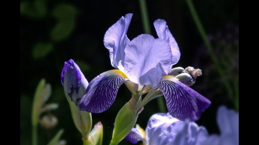 Ирис Блю Тропик