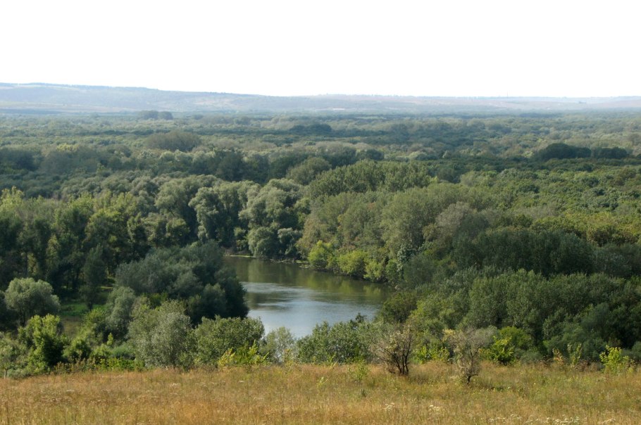 Куйбышевский лес Ростовская область