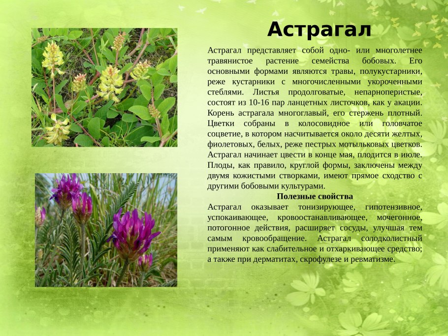 Редкие лекарственные растения