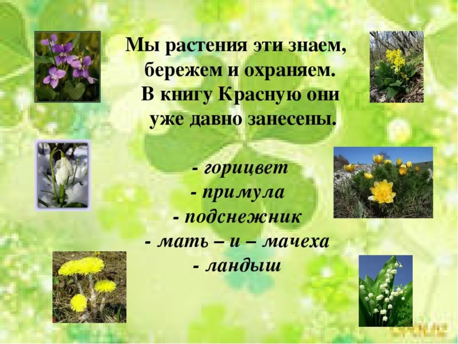 Растительный мир Луга