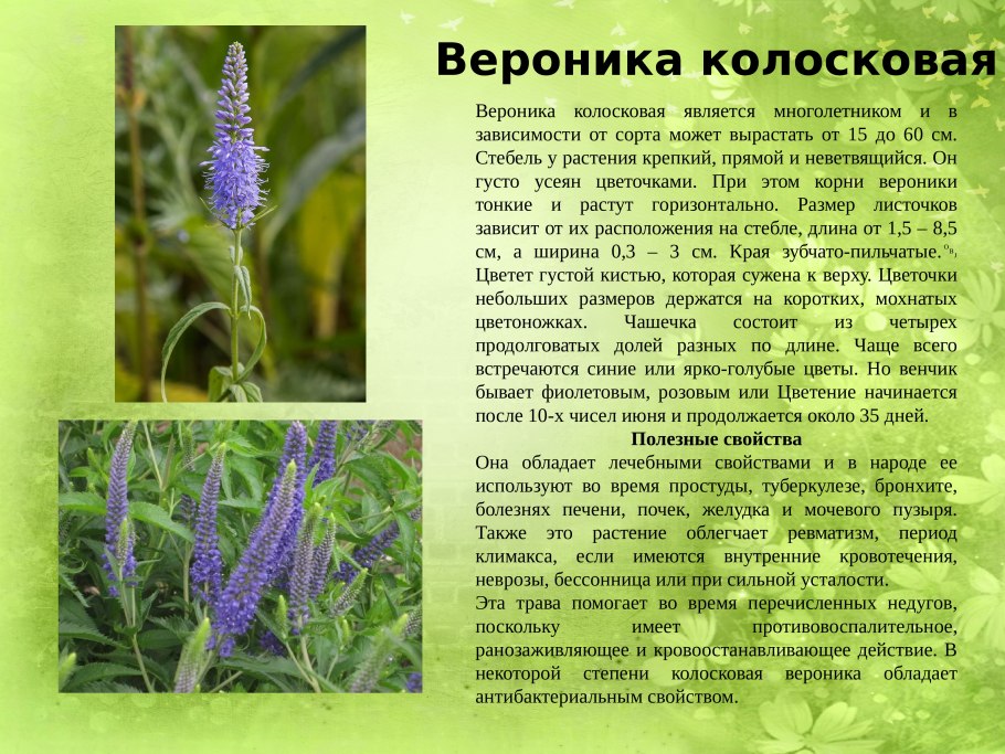 Лекарственные растения Донбасса