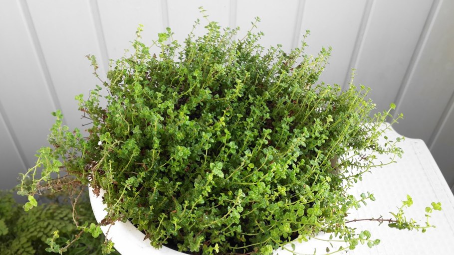 Чабер ампельный