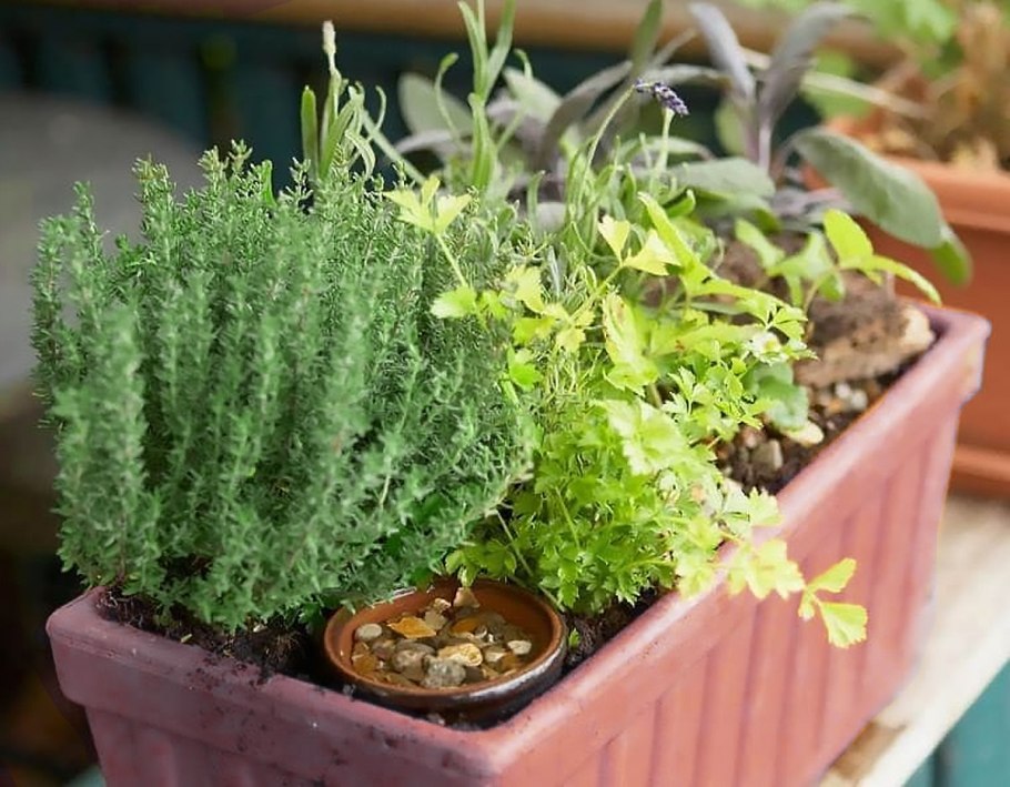 Базилик и розмарин в горшке