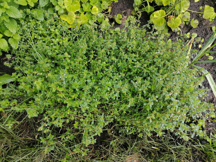 Пряные травы тимьян