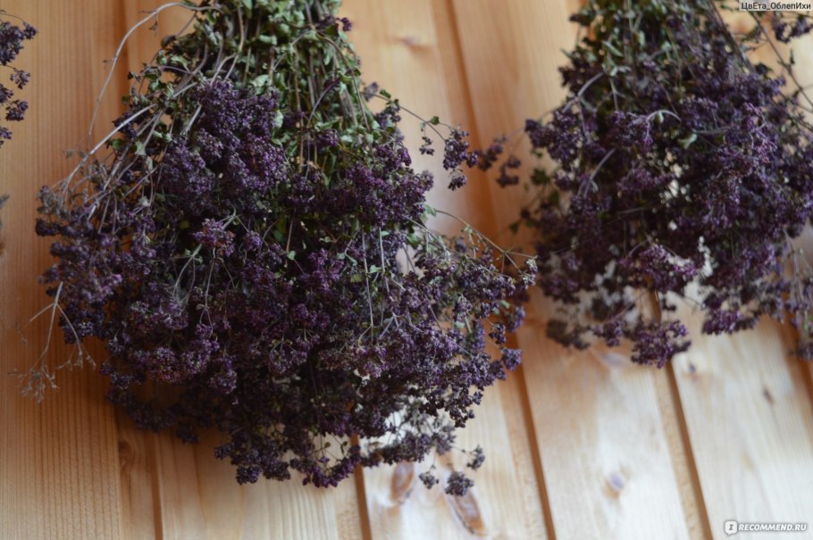 Лаванда узколистная на балконе