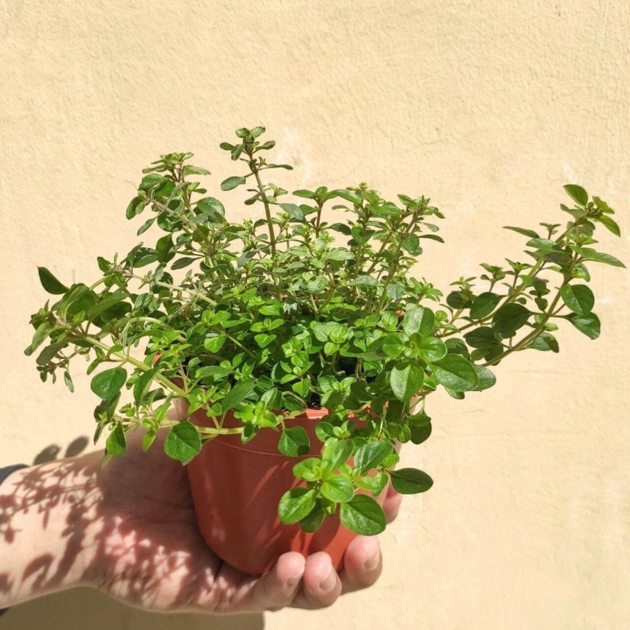 Тимьян Серпентум