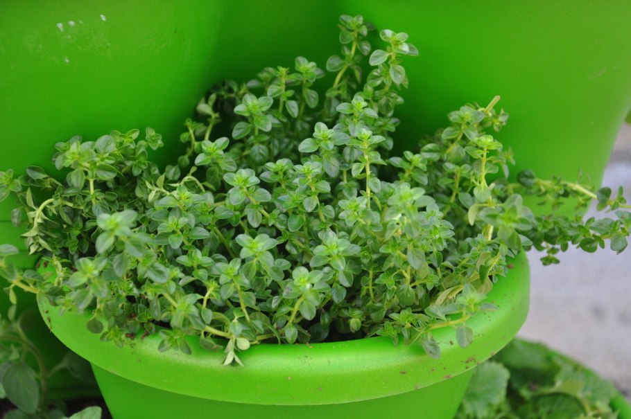 Розмарин и тимьян