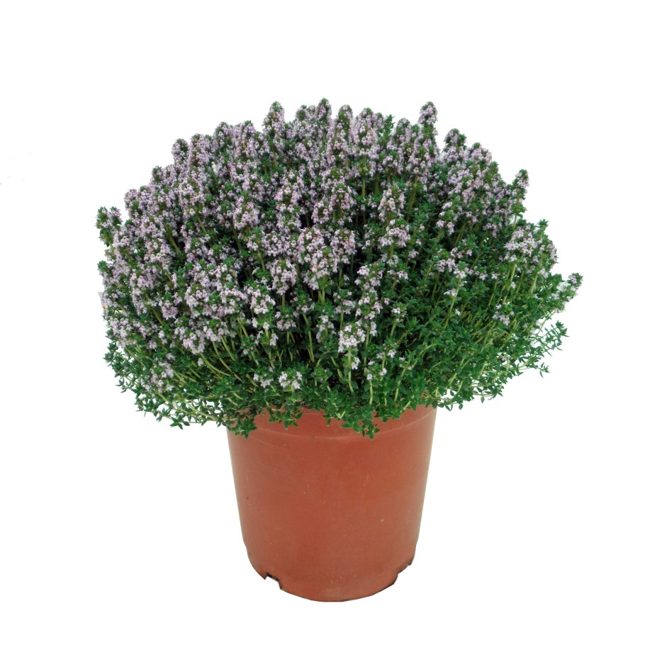 Мята шалфей розмарин комнатные растения