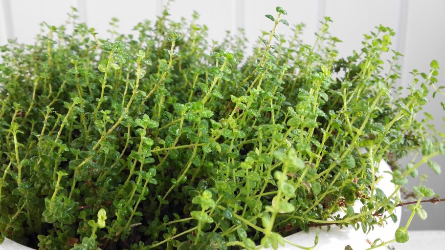 Чабрец Бурятия