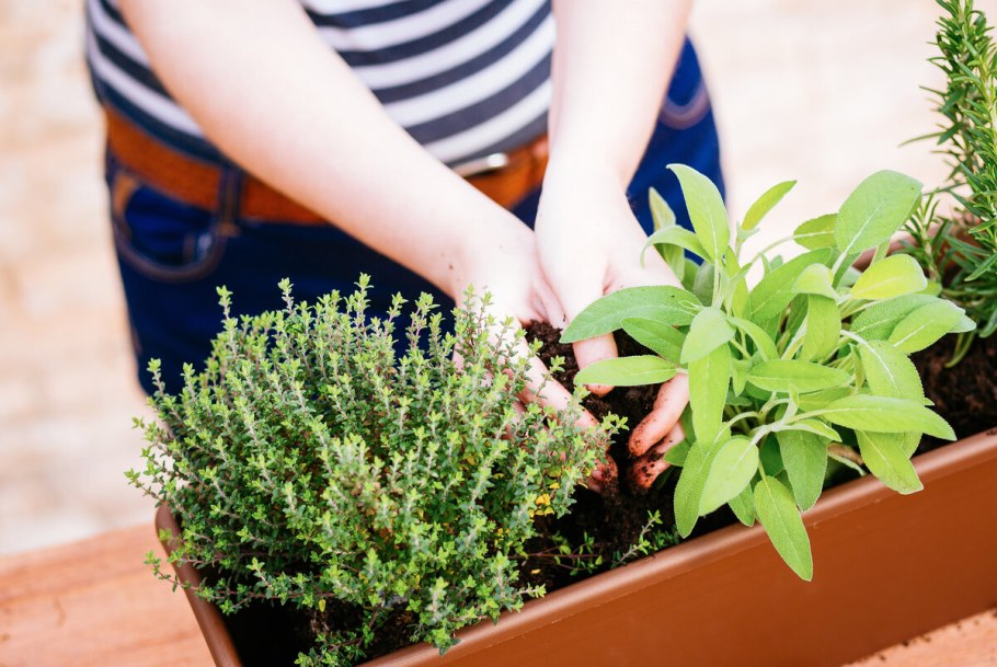 Розмарин, чабрец и шалфей