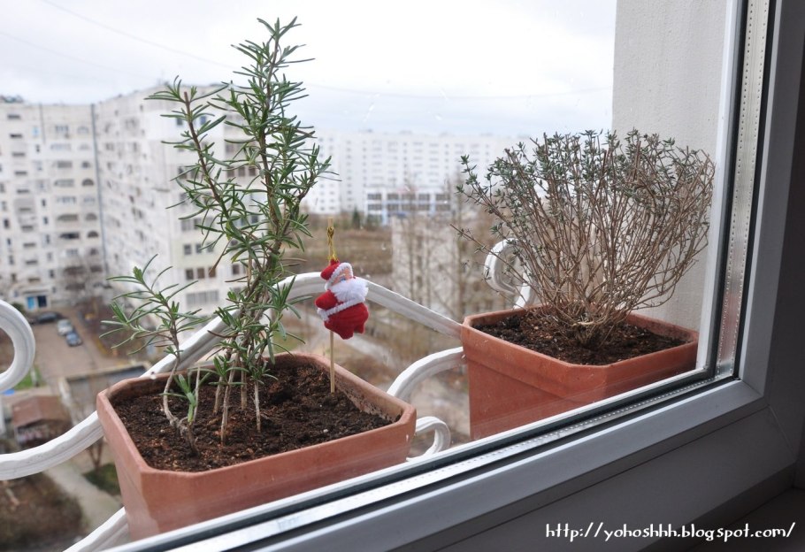 Пряные травы микс