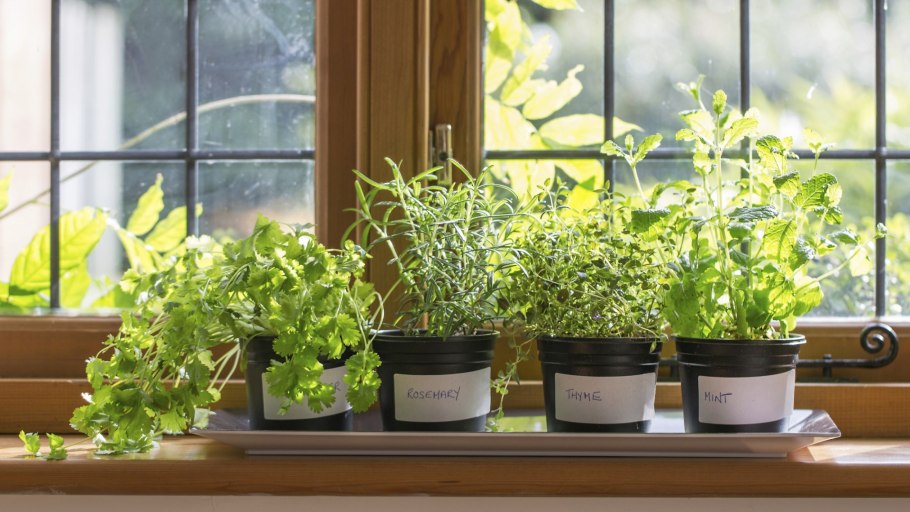 Розмарин вечнозеленый кустарник