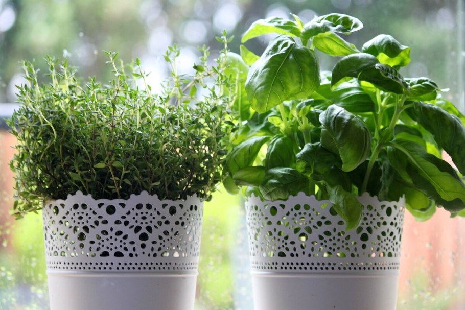 Тимьян веточка