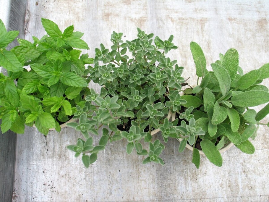 Сушка чабреца