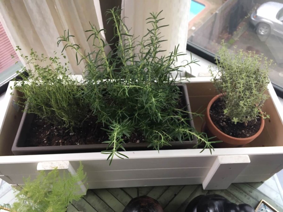 Растения в горшках на подоконнике