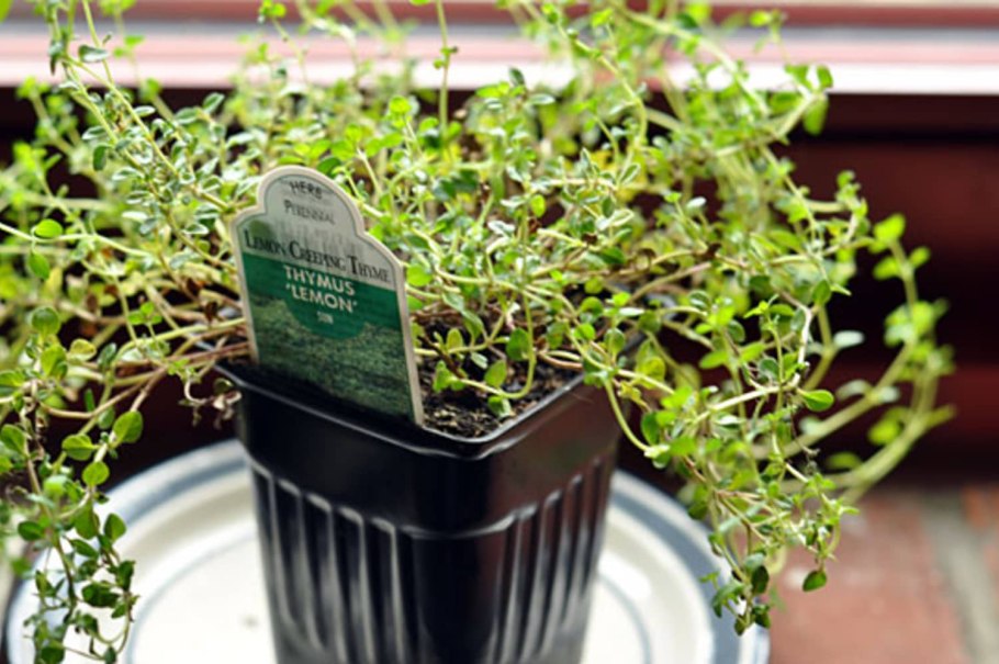 Зелень в горшке "розмарин"