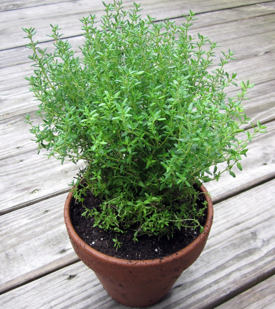 Тимьян и розмарин на подоконнике