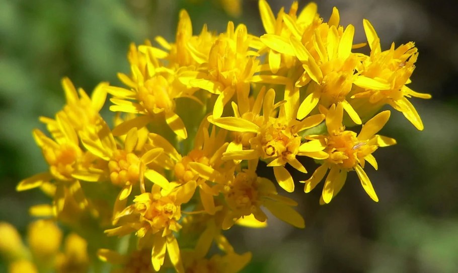 Золотарник обыкновенный (Solidago virgaurea