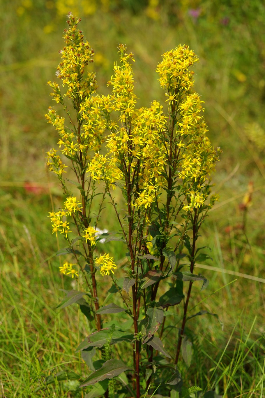 Золотая розга (золотарник)