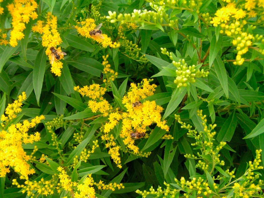 Золотарник (Solidago) Goldkind