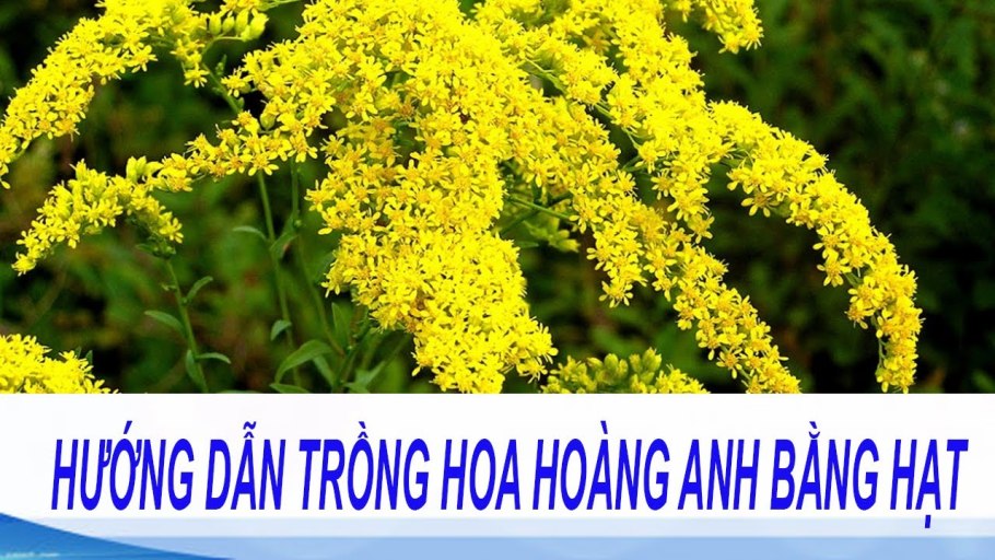 Золотарник Лапландский