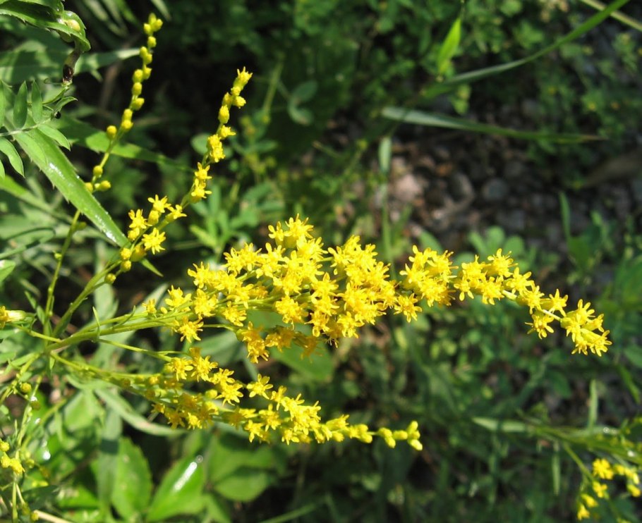 Золотая розга (золотарник)