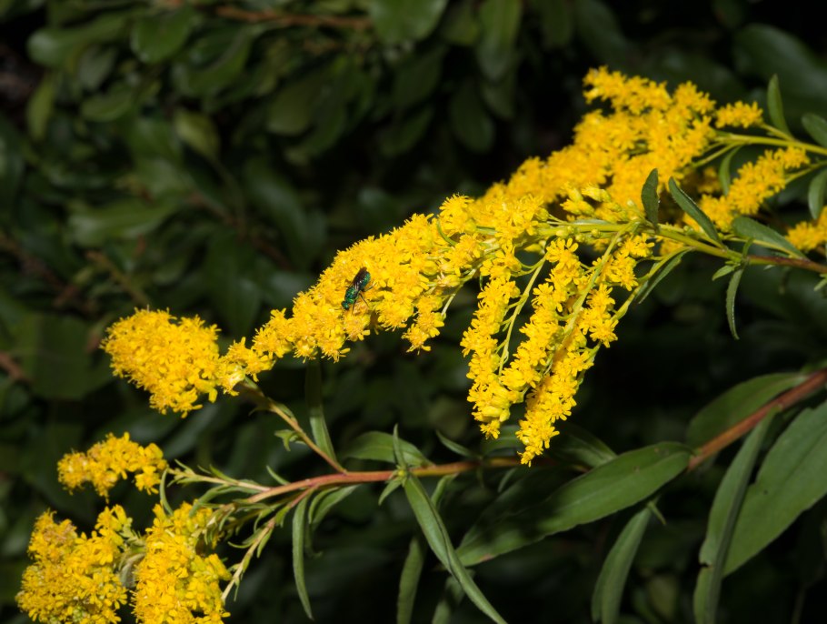 Золотарник Жозефина