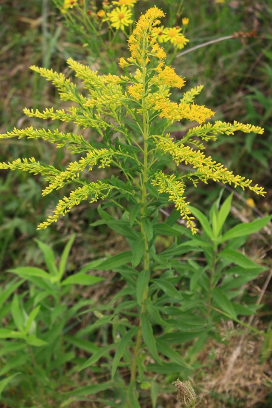 Солидаго, золотарник (Solidago)