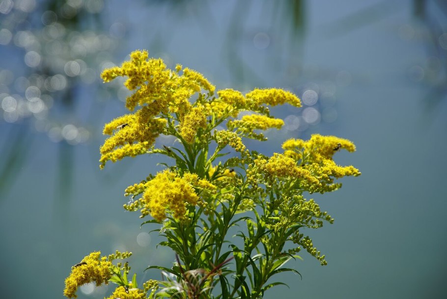Золотарник обыкновенный (Solidago virgaurea