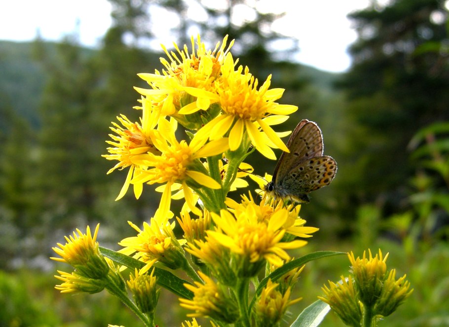 Золотая розга (золотарник)