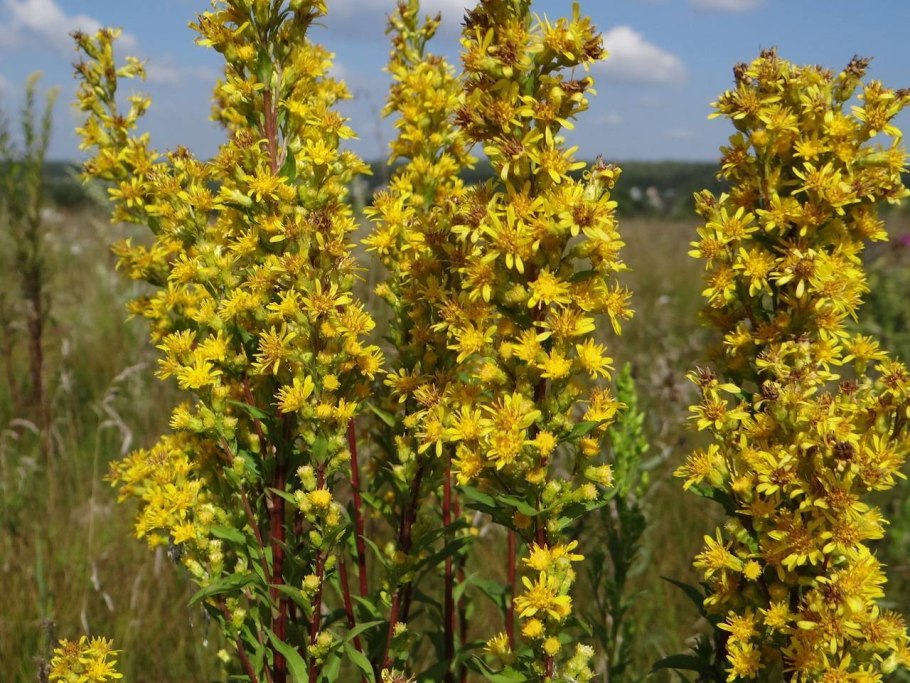 Золотарник Лапландский