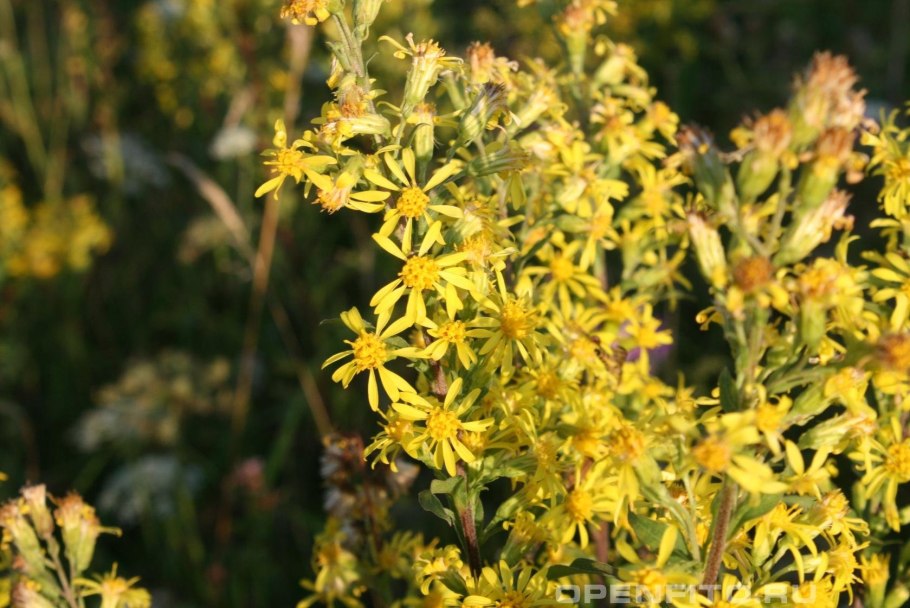 Горный золотарник Уошито