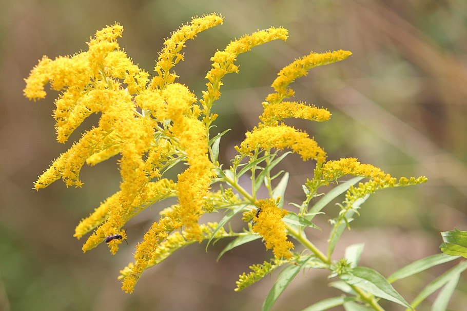 Золотарник канадский (Solidago canadensis)