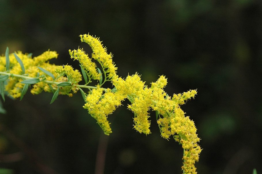 Золотарник и золототысячник