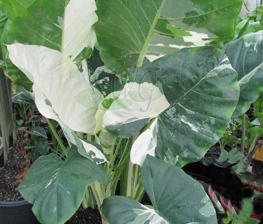 Алоказия Zebrina variegata