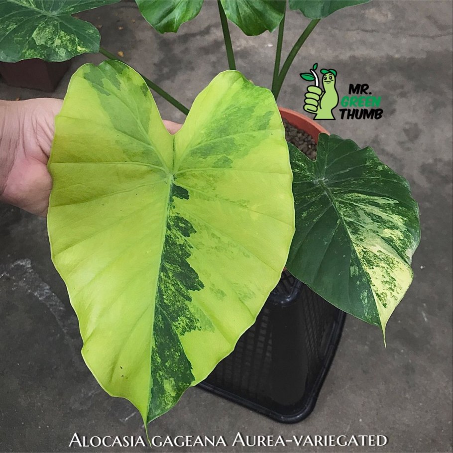 Алоказия macrorrhizos variegata